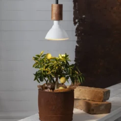 Star Trading plantelys (planten holdes pæn)
